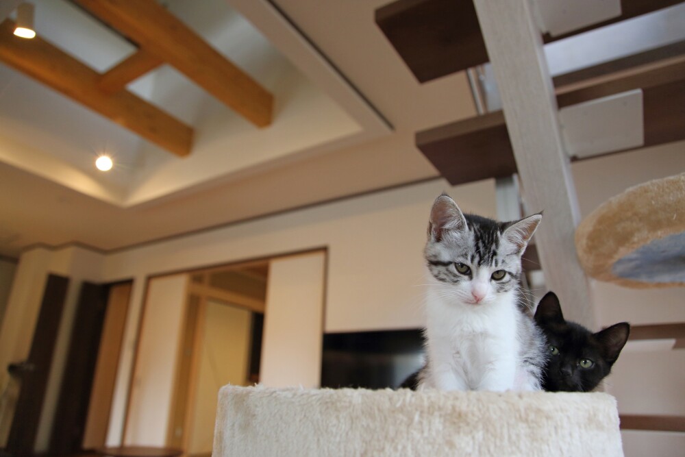 木の梁と高天井のあるリビングに設置されたキャットタワーの上でくつろぐ2匹の子猫。ペットと暮らす家の設計・インテリアにおける実例として、やまぐち建築設計室のナチュラルな住まいづくりの一場面を表現。